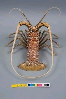 白鬚龍蝦藏品圖，第4張